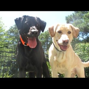 Meet your Posher, Casey